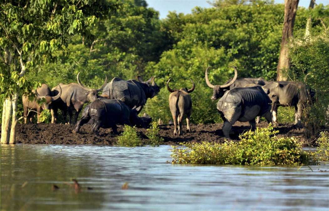 असम बाढ़: काजीरंगा नेशनल पार्क में टाइगर सहित इन जानवरों पर बढ़ा खतरा